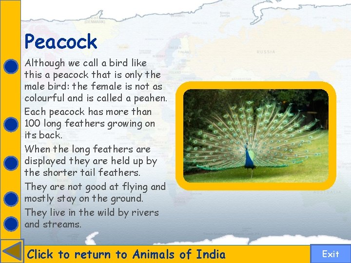 Peacock Although we call a bird like this a peacock that is only the