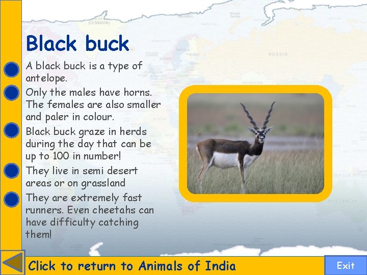 Black buck A black buck is a type of antelope. Only the males have
