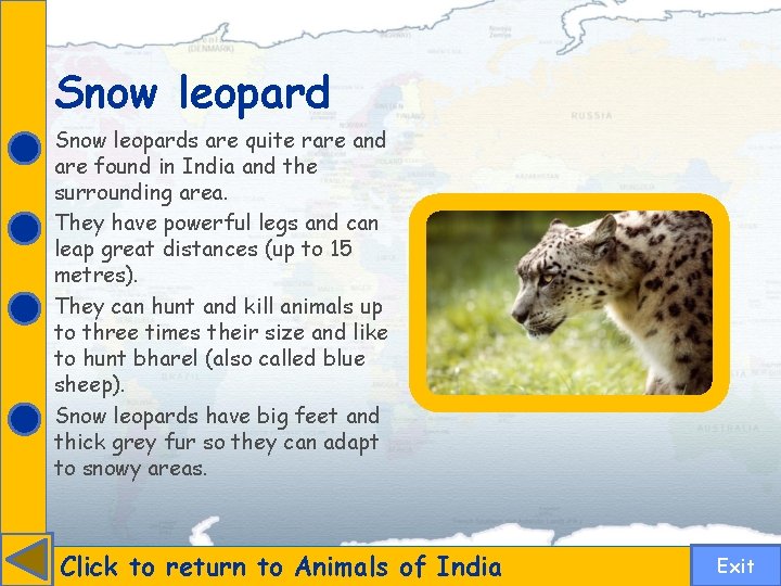 Snow leopards are quite rare and are found in India and the surrounding area.
