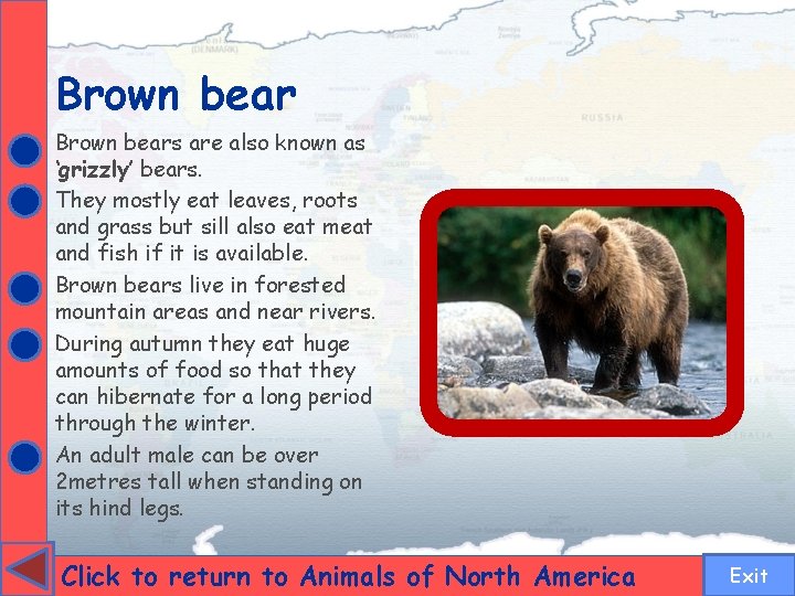 Brown bears are also known as ‘grizzly’ bears. They mostly eat leaves, roots and
