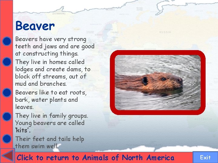 Beavers have very strong teeth and jaws and are good at constructing things. They