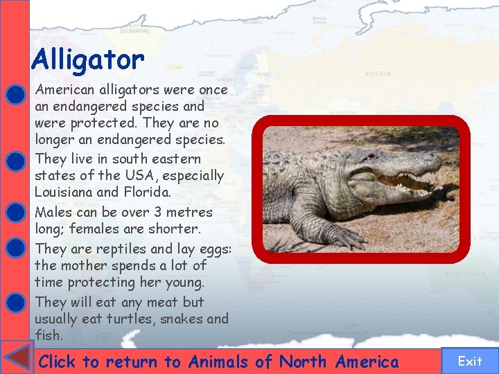 Alligator American alligators were once an endangered species and were protected. They are no