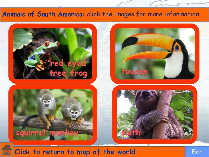 Animals of South America: click the images for more information red eyed tree frog