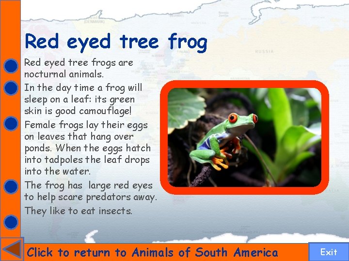 Red eyed tree frogs are nocturnal animals. In the day time a frog will