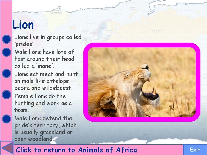 Lions live in groups called ‘prides’. Male lions have lots of hair around their