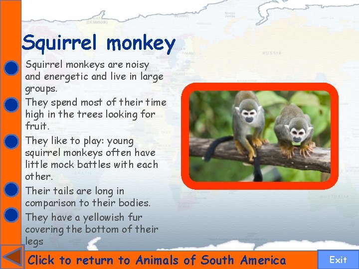 Squirrel monkeys are noisy and energetic and live in large groups. They spend most