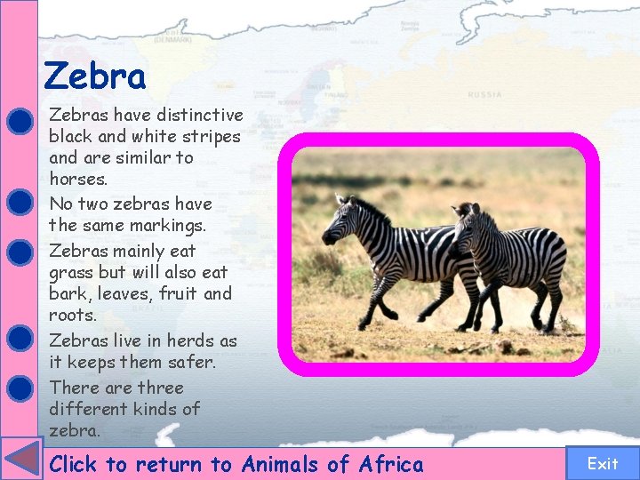 Zebras have distinctive black and white stripes and are similar to horses. No two