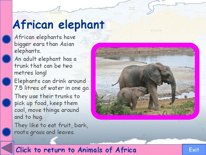 African elephants have bigger ears than Asian elephants. An adult elephant has a trunk