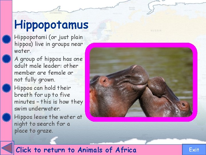 Hippopotamus Hippopotami (or just plain hippos) live in groups near water. A group of