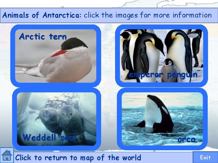 Animals of Antarctica: click the images for more information Arctic tern emperor penguin Weddell