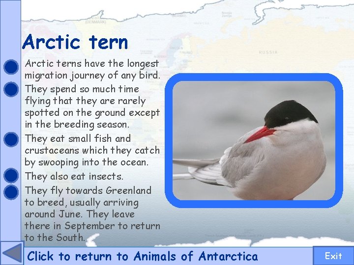 Arctic terns have the longest migration journey of any bird. They spend so much