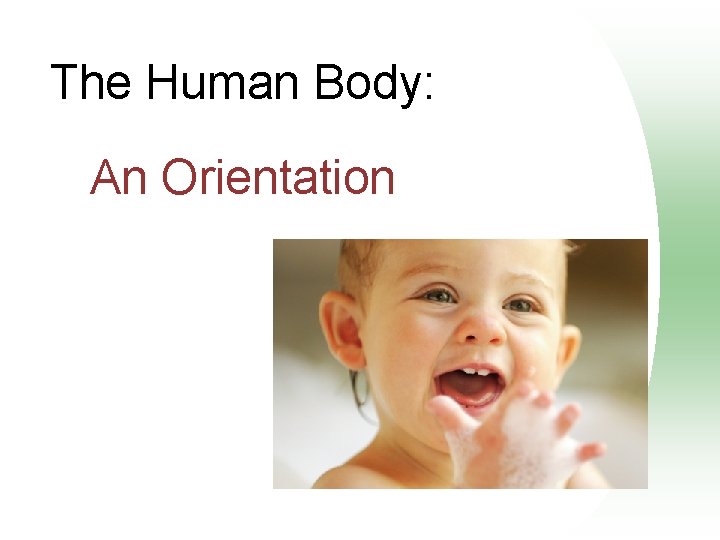 The Human Body: An Orientation 