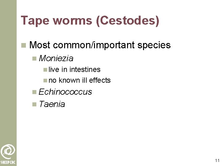 Tape worms (Cestodes) n Most common/important species n Moniezia n live in intestines n