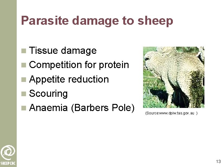 Parasite damage to sheep n Tissue damage n Competition for protein n Appetite reduction
