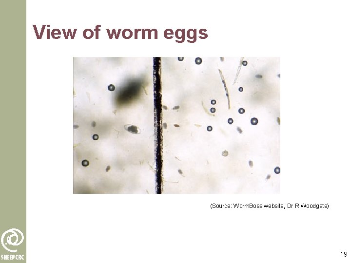 View of worm eggs (Source: Worm. Boss website, Dr R Woodgate) 19 