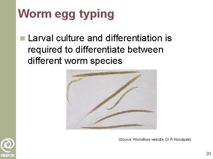 Worm egg typing n Larval culture and differentiation is required to differentiate between different