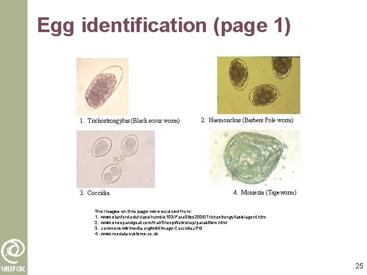 Egg identification (page 1) 1. Trichostrongylus (Black scour worm) 3. Coccidia 2. Haemonchus (Barbers