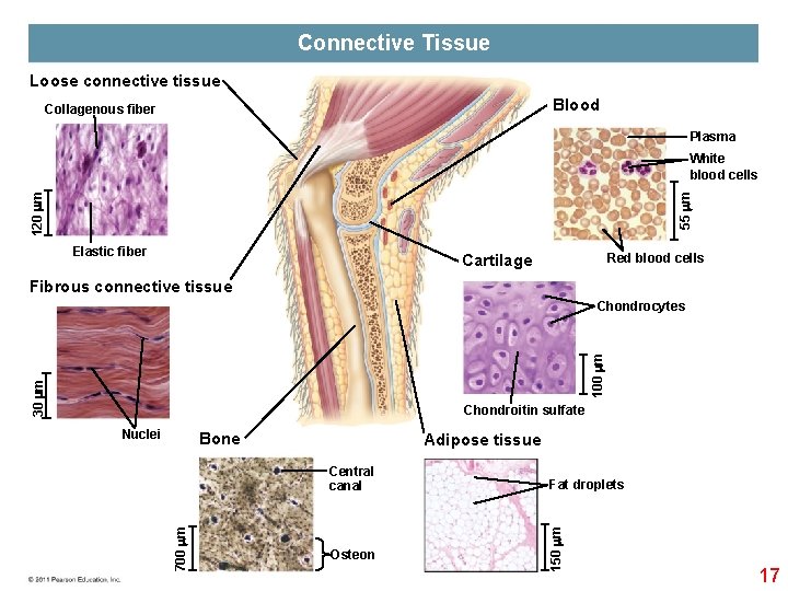 Connective Tissue Loose connective tissue Blood Collagenous fiber Plasma 55 m 120 m White