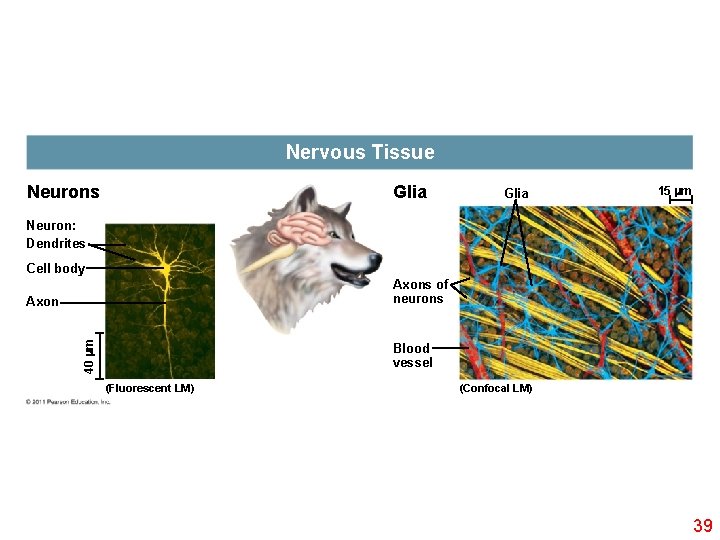 Nervous Tissue Neurons Glia 15 m Neuron: Dendrites Cell body Axons of neurons 40