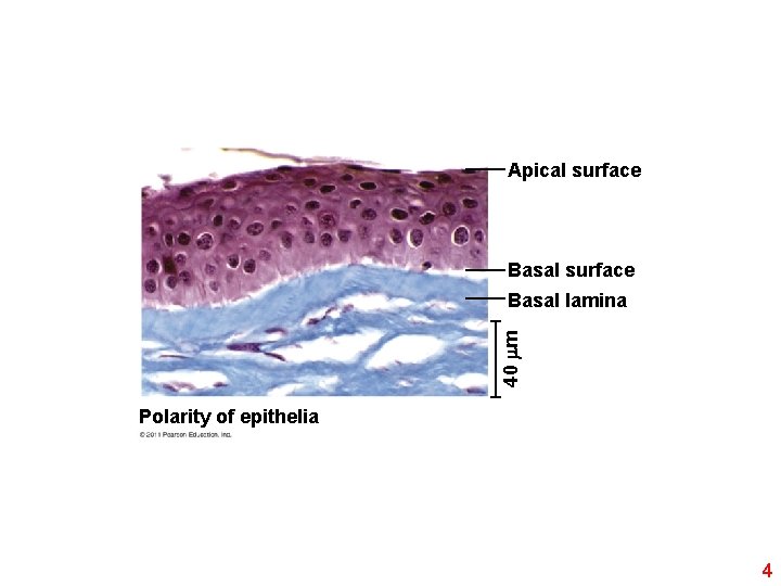 Apical surface Basal surface 40 m Basal lamina Polarity of epithelia 4 