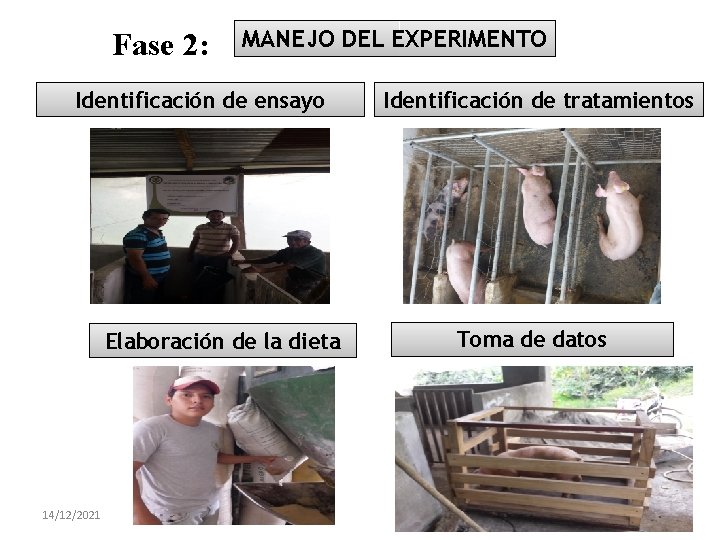 Fase 2: MANEJO DEL EXPERIMENTO Identificación de ensayo Elaboración de la dieta 14/12/2021 Identificación