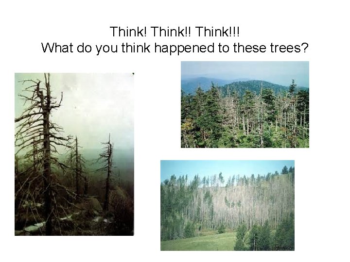 Think!!! What do you think happened to these trees? 