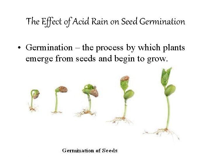 The Effect of Acid Rain on Seed Germination • Germination – the process by
