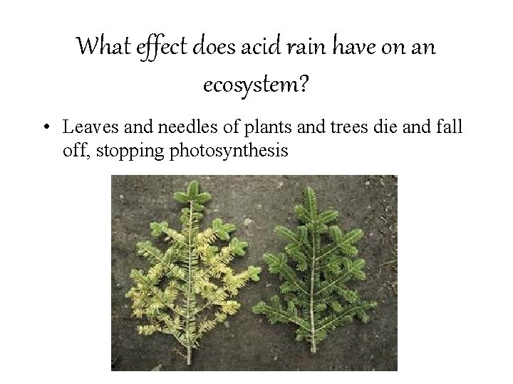 What effect does acid rain have on an ecosystem? • Leaves and needles of