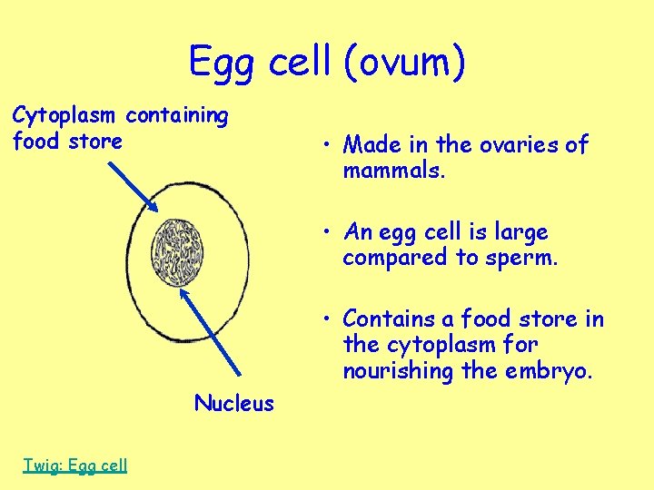 Egg cell (ovum) Cytoplasm containing food store • Made in the ovaries of mammals.
