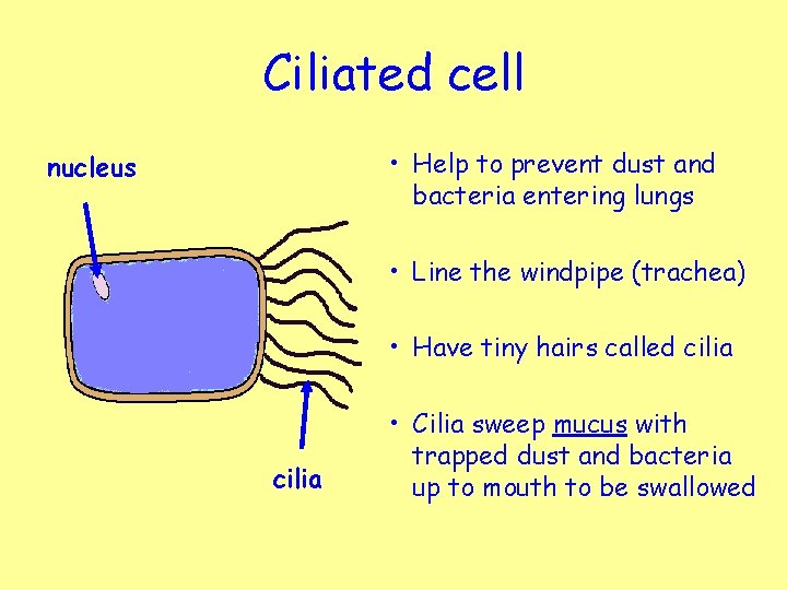 Ciliated cell • Help to prevent dust and bacteria entering lungs nucleus • Line