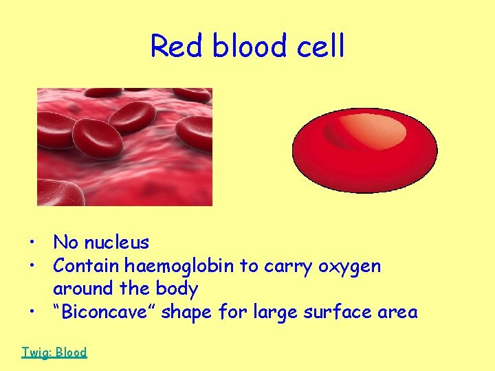 Red blood cell • No nucleus • Contain haemoglobin to carry oxygen around the