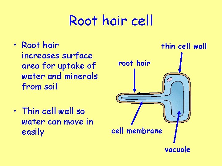 Root hair cell • Root hair increases surface area for uptake of water and
