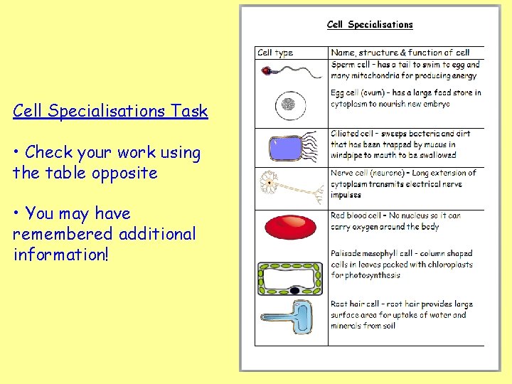 Cell Specialisations Task • Check your work using the table opposite • You may