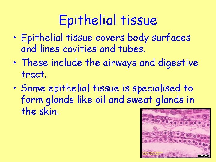 Epithelial tissue • Epithelial tissue covers body surfaces and lines cavities and tubes. •