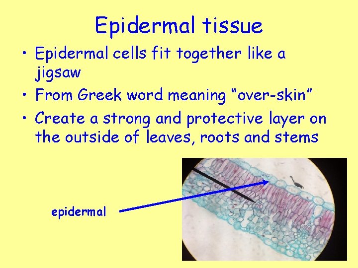 Epidermal tissue • Epidermal cells fit together like a jigsaw • From Greek word