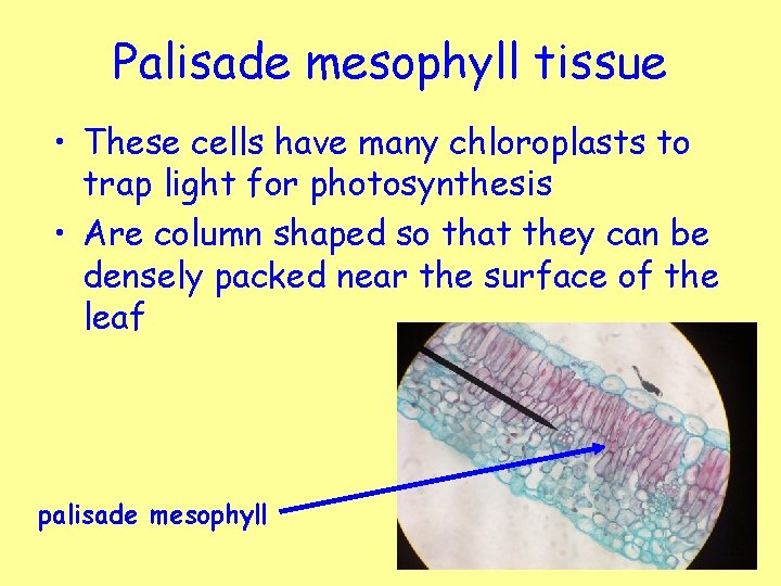 Palisade mesophyll tissue • These cells have many chloroplasts to trap light for photosynthesis