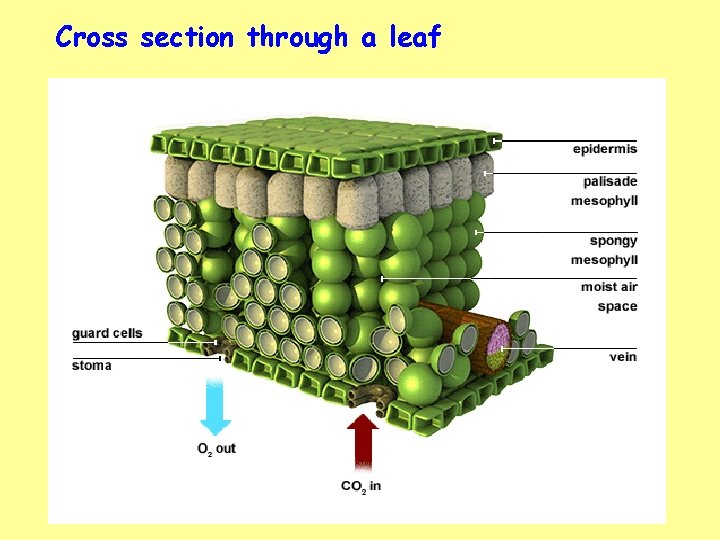 Cross section through a leaf 