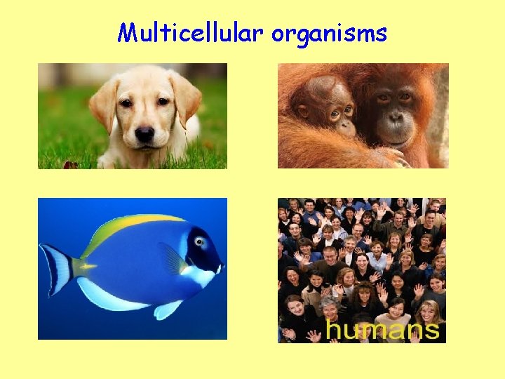 Multicellular organisms 