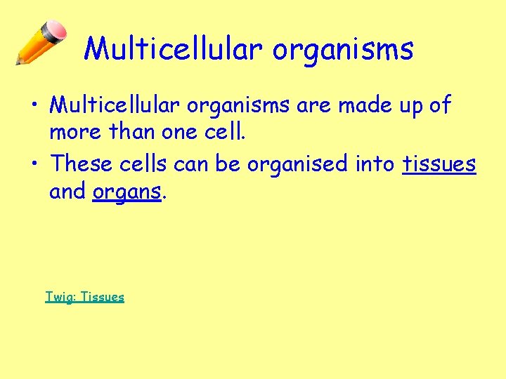 Multicellular organisms • Multicellular organisms are made up of more than one cell. •