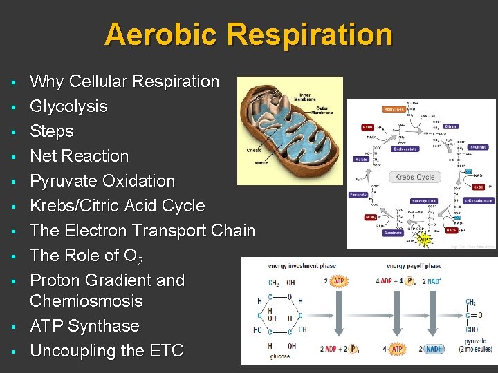 Aerobic Respiration § § § Why Cellular Respiration Glycolysis Steps Net Reaction Pyruvate Oxidation