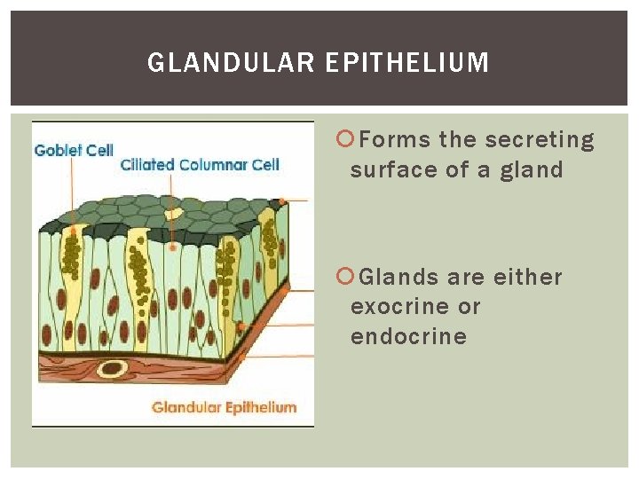 GLANDULAR EPITHELIUM Forms the secreting surface of a gland Glands are either exocrine or
