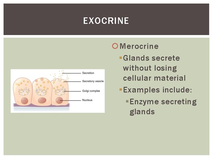 EXOCRINE Merocrine § Glands secrete without losing cellular material § Examples include: § Enzyme