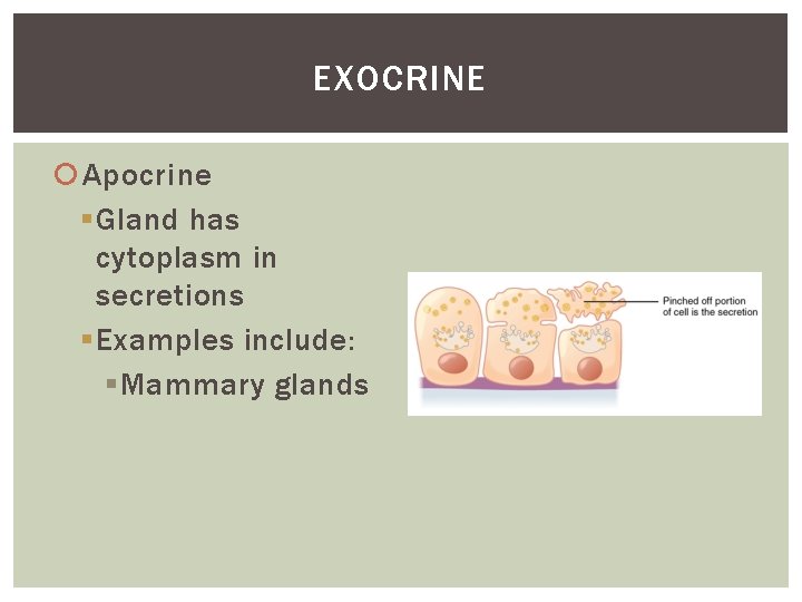 EXOCRINE Apocrine § Gland has cytoplasm in secretions § Examples include: § Mammary glands