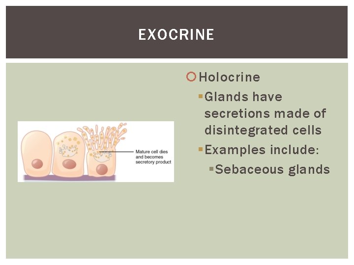 EXOCRINE Holocrine § Glands have secretions made of disintegrated cells § Examples include: §