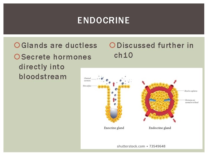 ENDOCRINE Glands are ductless Secrete hormones directly into bloodstream Discussed further in ch 10