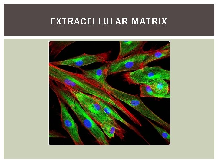 EXTRACELLULAR MATRIX 