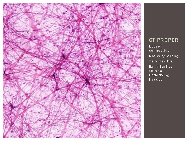 CT PROPER Loose connective Not very strong Very flexible Ex: attaches skin to underlying