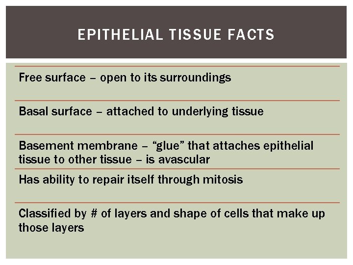 EPITHELIAL TISSUE FACTS Free surface – open to its surroundings Basal surface – attached