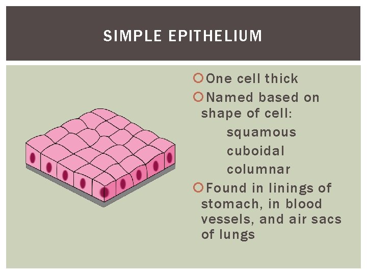 SIMPLE EPITHELIUM One cell thick Named based on shape of cell: squamous cuboidal columnar