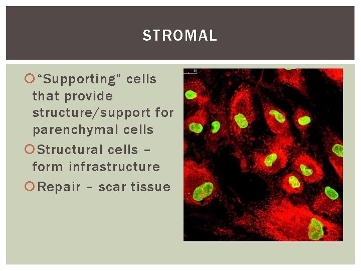 STROMAL “Supporting” cells that provide structure/support for parenchymal cells Structural cells – form infrastructure